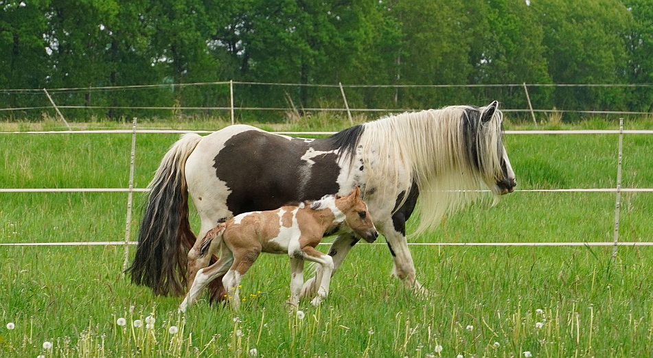 20220516 A295akl HT Lieselotte Lilly